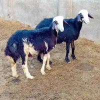 ۷تابره قوچ و یه قوچ دوشیره پلنگی|حیوانات مزرعه|بروجرد, |دیوار