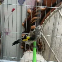 جوجه سهره