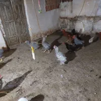 مرغ وخروس محلی و امروک