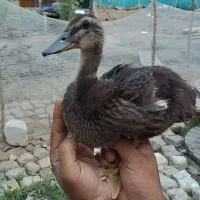 اردک پکنی