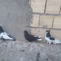 رنگی|پرنده|رامند, |دیوار