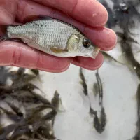 بچه ماهی کپور|ماهی|رشت, ترمینال|دیوار