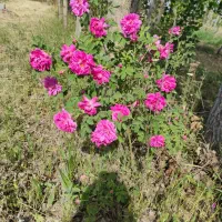 باغ بر کمربندی سوم روستای صومعه