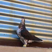 کبوتر ساده افشون