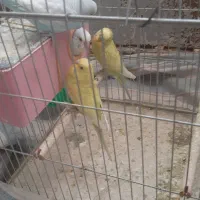 چهارتا مرغ عشق دوتا نر دوتا ماده یکیش رو تخمه