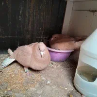 جفت زرد دم سفید