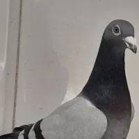 سبز|پرنده|باوی, |دیوار