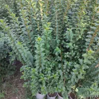 انواع خدمات باغبانی و فضای سبز|خدمات باغبانی و درختکاری|رامجین, |دیوار