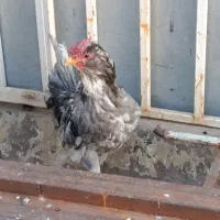 خروس‌گلین‌جوان|حیوانات مزرعه|اقبالیه, |دیوار