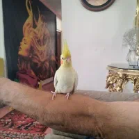 عروس هلندی|پرنده|میانه, |دیوار