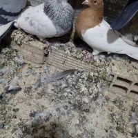 جفت کله نر و ماده