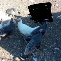 بوقلمون نر ماده|حیوانات مزرعه|بیلوار, |دیوار