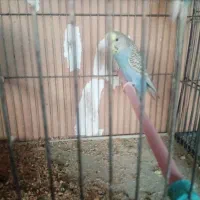 مرغ عشق مولد|پرنده|شهرکرد, |دیوار