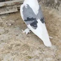 پاپر و سیاه