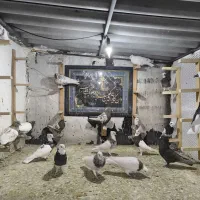 کفتر طوقی سینه شهری|پرنده|صدرا-فارس, فاز ۲|دیوار