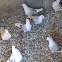 کفترگرده ای|پرنده|زاغه, |دیوار