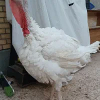 بوقلمون گوشتی