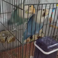 یک جفت طوطی برزیلی بالق جوجه بده و دو تا جوجشون|پرنده|دشتابی, |دیوار