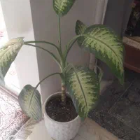 گ۰به۰فروش