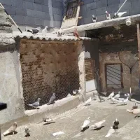 62تا حیون گردن کلفت