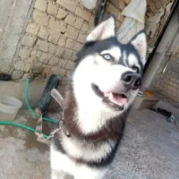 واگذاری سگ هاسکی