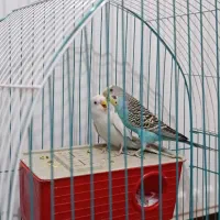 مرغ عشق