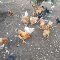 مرغ وخروس برهمااصل|حیوانات مزرعه|شهمیرزاد, |دیوار