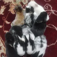 خرگوش درجه یک محلی