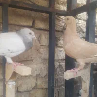 کفتر وکبوتر شهری و بهبونی|پرنده|شیراز, شهرک بزین|دیوار