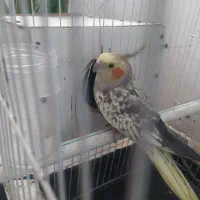 عروس هلندی با قفس و لانه فقط۸۰۰|پرنده|مشهد, رستگار|دیوار