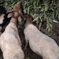 گوسفند نر