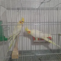 جفت عروس هلندی لوتینو