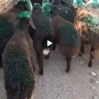 بره نر لاغر جنس دار دامداری میلاد نجبائی