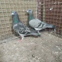 جفت کبوتر نرو ماده