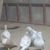 دسته ده تایی همه نر به ضمانت هوا و پرش