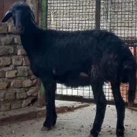 گوسفند بره داربابره نردرشت وتقلی ماده کردستانی لخت|حیوانات مزرعه|گرگان, |دیوار