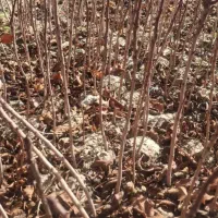 فروش نهال پسته