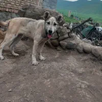 سگ نصل دار خوب