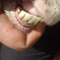 میش بره دار