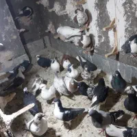 کفتر|پرنده|نیشابور, باغرود|دیوار