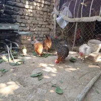 مرغ|حیوانات مزرعه|زند, |دیوار