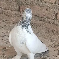 کلدم سبز وسرور