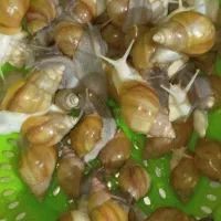 فروش حلزون طبی|خزنده|محمدشهر, همایون ویلا|دیوار