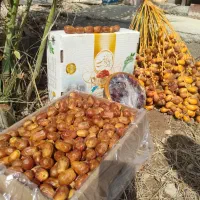 رطب خرما زاهدی پیارم خاصویی درجه یک عمده و خرده|خوردنی و آشامیدنی|شیراز, فخرآباد (دروازه کازرون)|دیوار