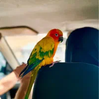 طوطی خورشیدی|پرنده|قم, نیروگاه|دیوار
