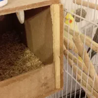 عروس هلند مولد|پرنده|محمدشهر, شهرک چمران|دیوار