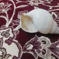 صدف تزیینی حلزون