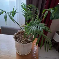 گیاه شامادورا