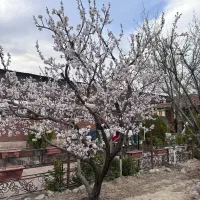 814متر-تجاری-مسکونی-بادستور-نقشه