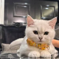 گربه بریتیش سیلور